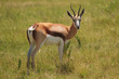 Springbock