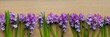 Purple Hyacinth panorama