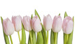 White tulips