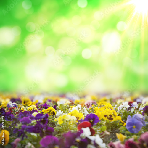 Photo: spring background spring background