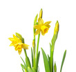 narcissus