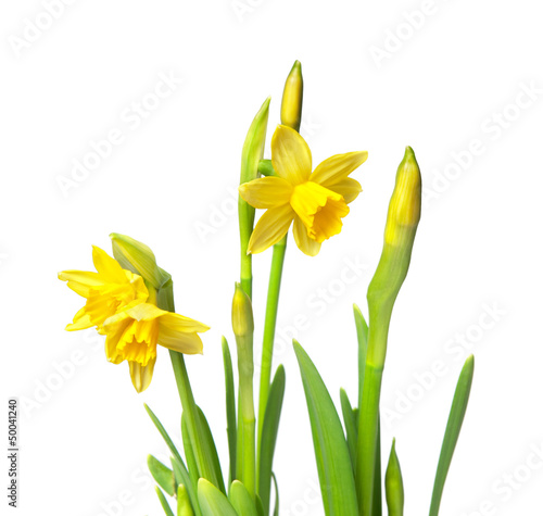 Photo: narcissus narcissus