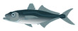 mackerel