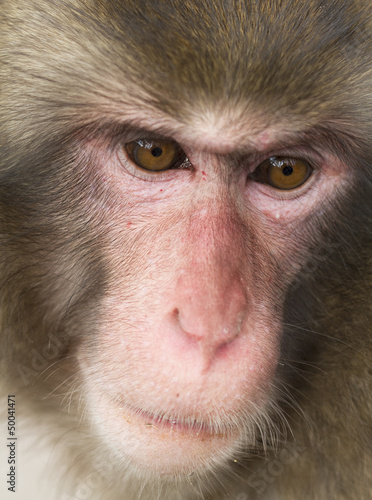 Photo: Wild monkey face Wild monkey face