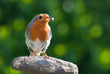 Robin with food in beak.
