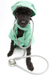 Photo: Furry Doctor with Stethoscope Furry Doctor with Stethoscope