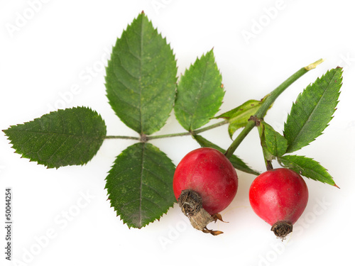 Photo: Fresh briar Fresh briar