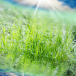 Frühling am See