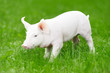 young piglet on green grass
