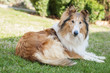 Female collie in the grass