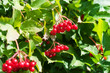 Grapes of viburnum