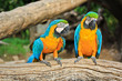 Macaws