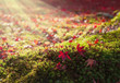 紅葉の落ち葉
