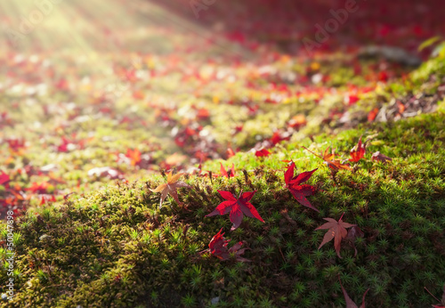 Photo: 紅葉の落ち葉 紅葉の落ち葉