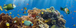 Coral and fish