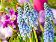 Frühlingserwachen: Traubenhyazinthen im Frühlingsblumenbeet