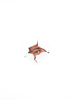 male blue eye