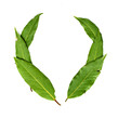 green leaves of a tree on a white background
