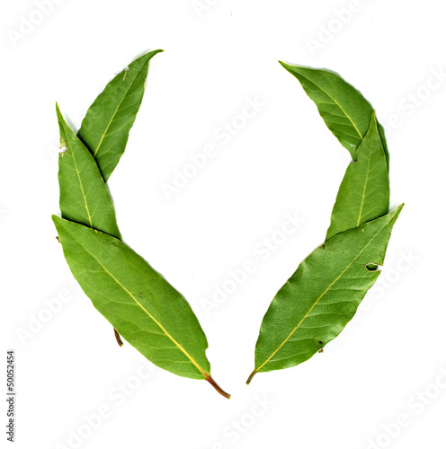 Photo: green leaves of a tree on a white background green leaves of a tree on a white background