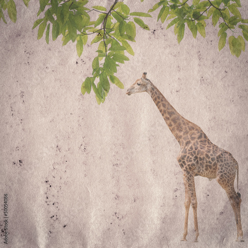 Photo: giraffe and leaf old grunge paper texture giraffe and leaf old grunge paper texture