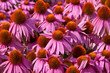 Echinacea