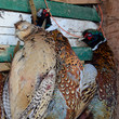 Pheasant game birds