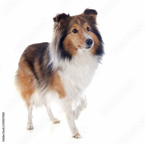Photo: shetland dog shetland dog