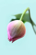 Foto: Lotus Lotus