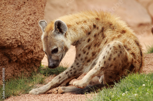 Photo: hyena hyena
