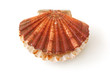 opening king scallop, saint jacques, on white background