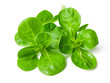 Feldsalat