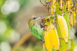 The Green-eared Barbet  bird eating the banana