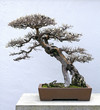 bonsai tree