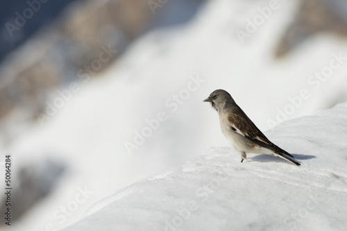 Photo: A sparrow in Dolomites snow winter time A sparrow in Dolomites snow winter time