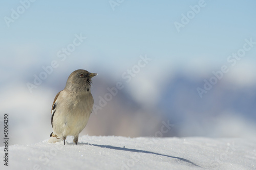 Photo: A sparrow in Dolomites snow winter time A sparrow in Dolomites snow winter time