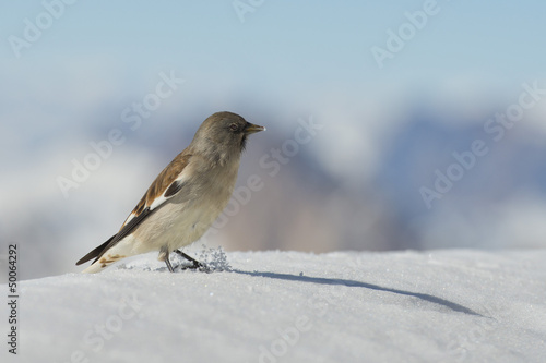 Photo: A sparrow in Dolomites snow winter time A sparrow in Dolomites snow winter time