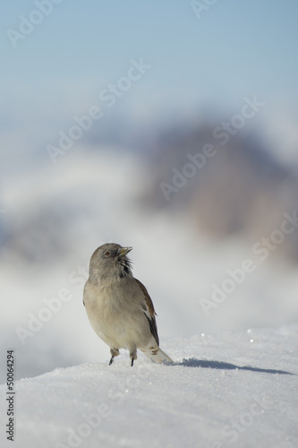 Photo: A sparrow in Dolomites snow winter time A sparrow in Dolomites snow winter time