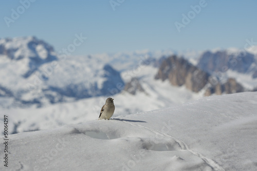 Photo: A sparrow in Dolomites snow winter time A sparrow in Dolomites snow winter time
