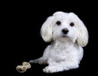 Photo : Cute maltese dog Cute maltese dog