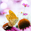 Butterfly on a flower