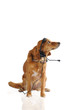 Cagnolina centralinista - figura intera
