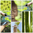 Collage Bouddha vert