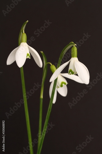 Photo: Snowdrops Snowdrops