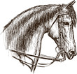 horse in harness