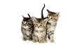Three tabby kittens