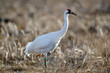 Endangered whooping crane