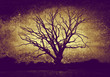 dark bare tree