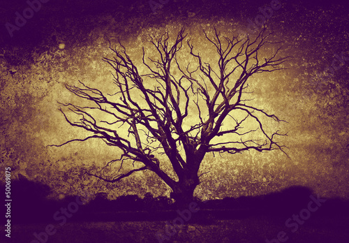Photo: dark bare tree dark bare tree