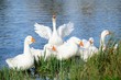 Geese in the Lake by the Shore