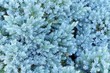 Evergreen Blue Juniper Tree Close-Up